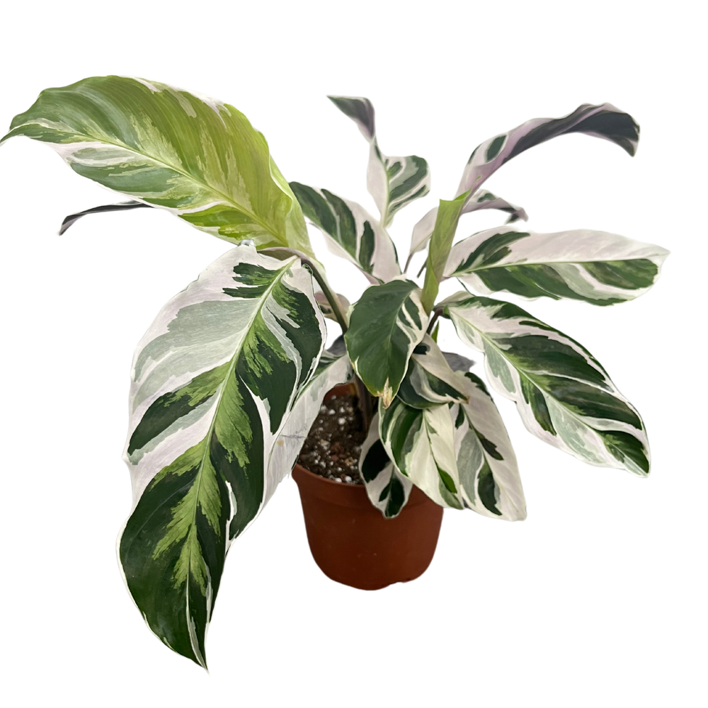 Calathea White Fusion