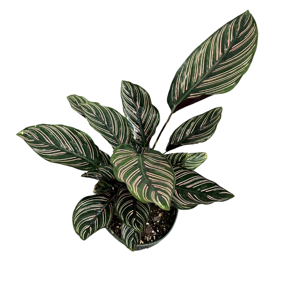 Calathea Ornata