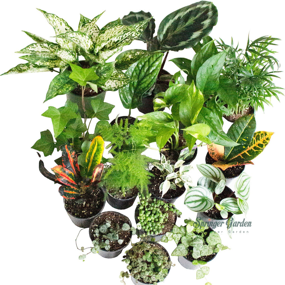 Houseplant Wholesale 3"-4.5"Pot