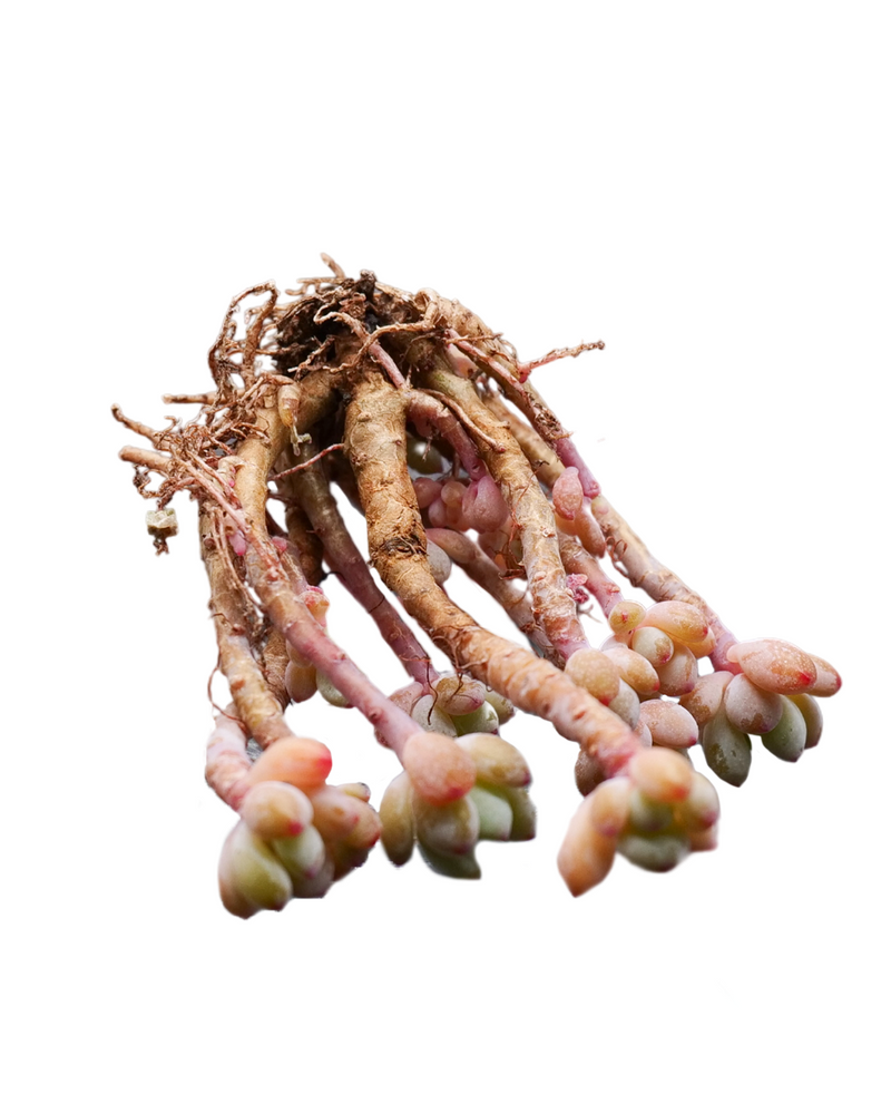 Echeveria Amoena Microcalyx