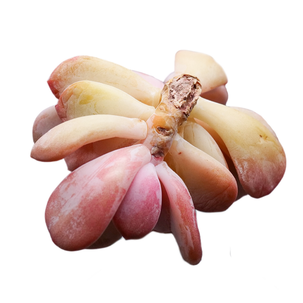 Echeveria Cinderella