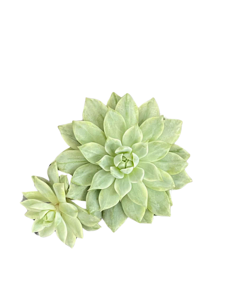 Echeveria Derenbergii J. A. Purpus Var.