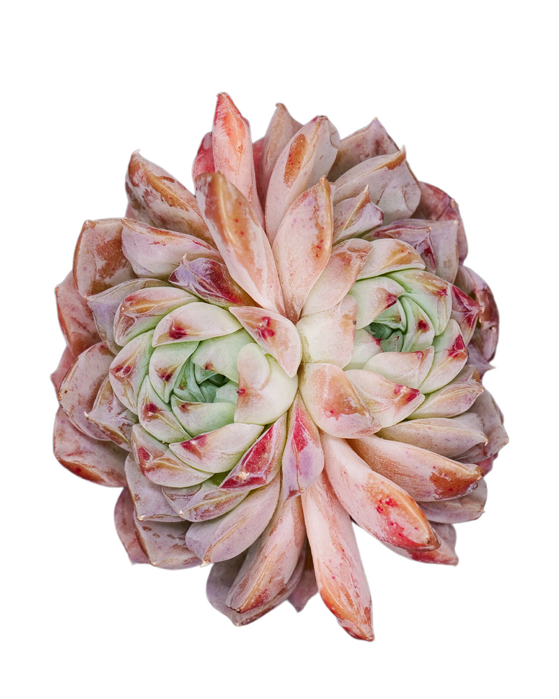 Echeveria Rosalia