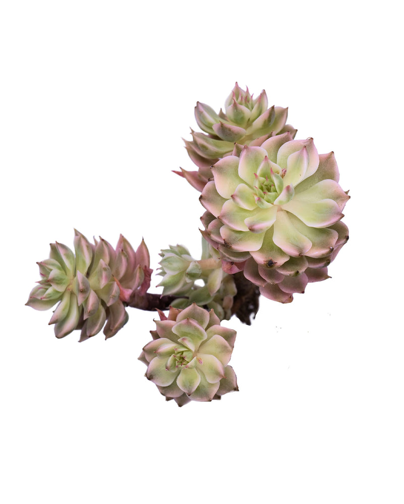 Echeveria Halbingeri Variegated