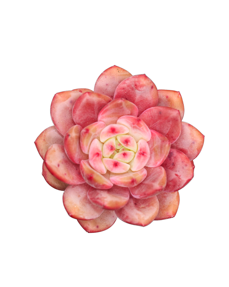 Echeveria Ariel