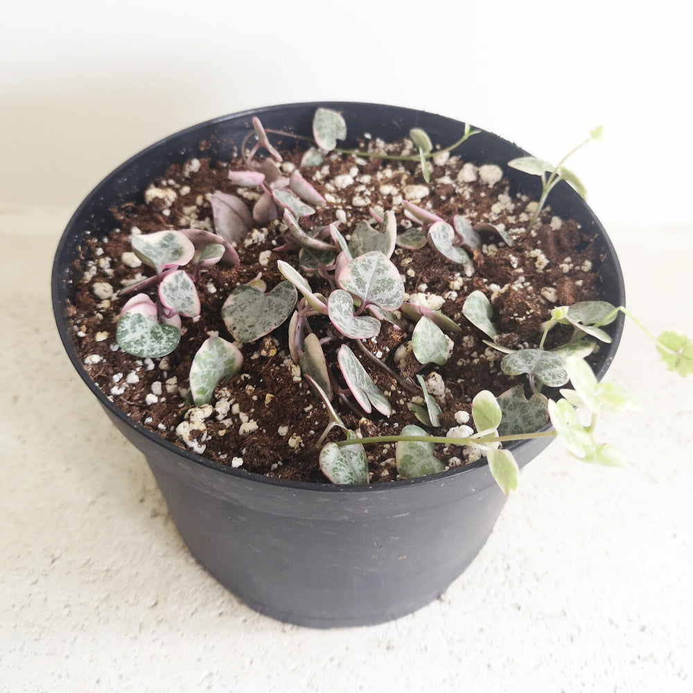 String of Heart Variegated