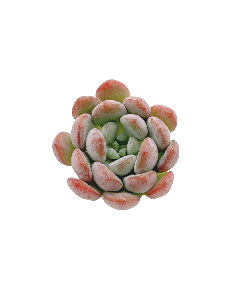 Graptoveria Pearl Bean