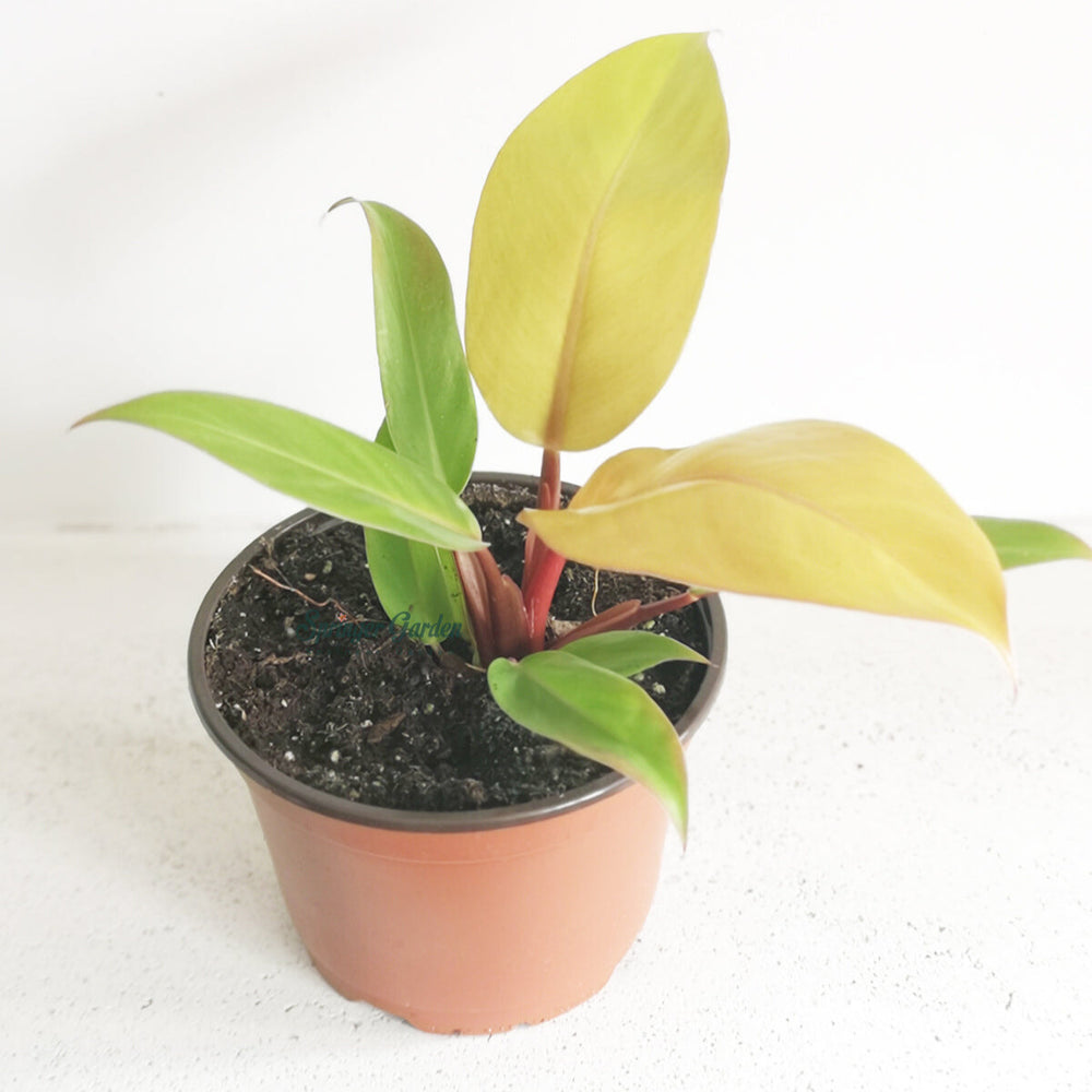 Philodendron Prince of Orange