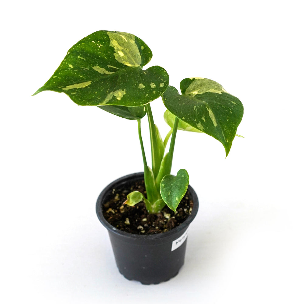 Monstera Deliciosa Thai Constellation
