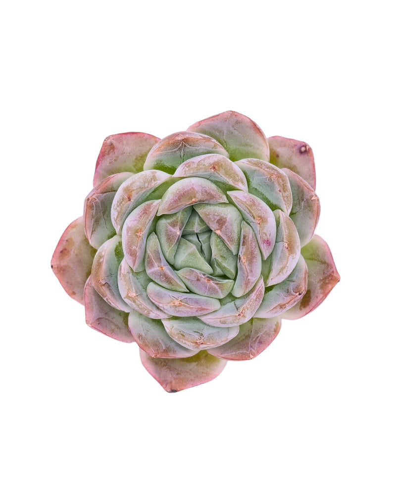 Echeveria Prismera