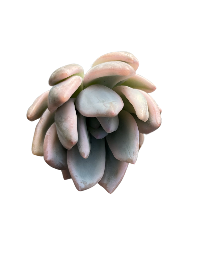 Echeveria SIMONOASA var.