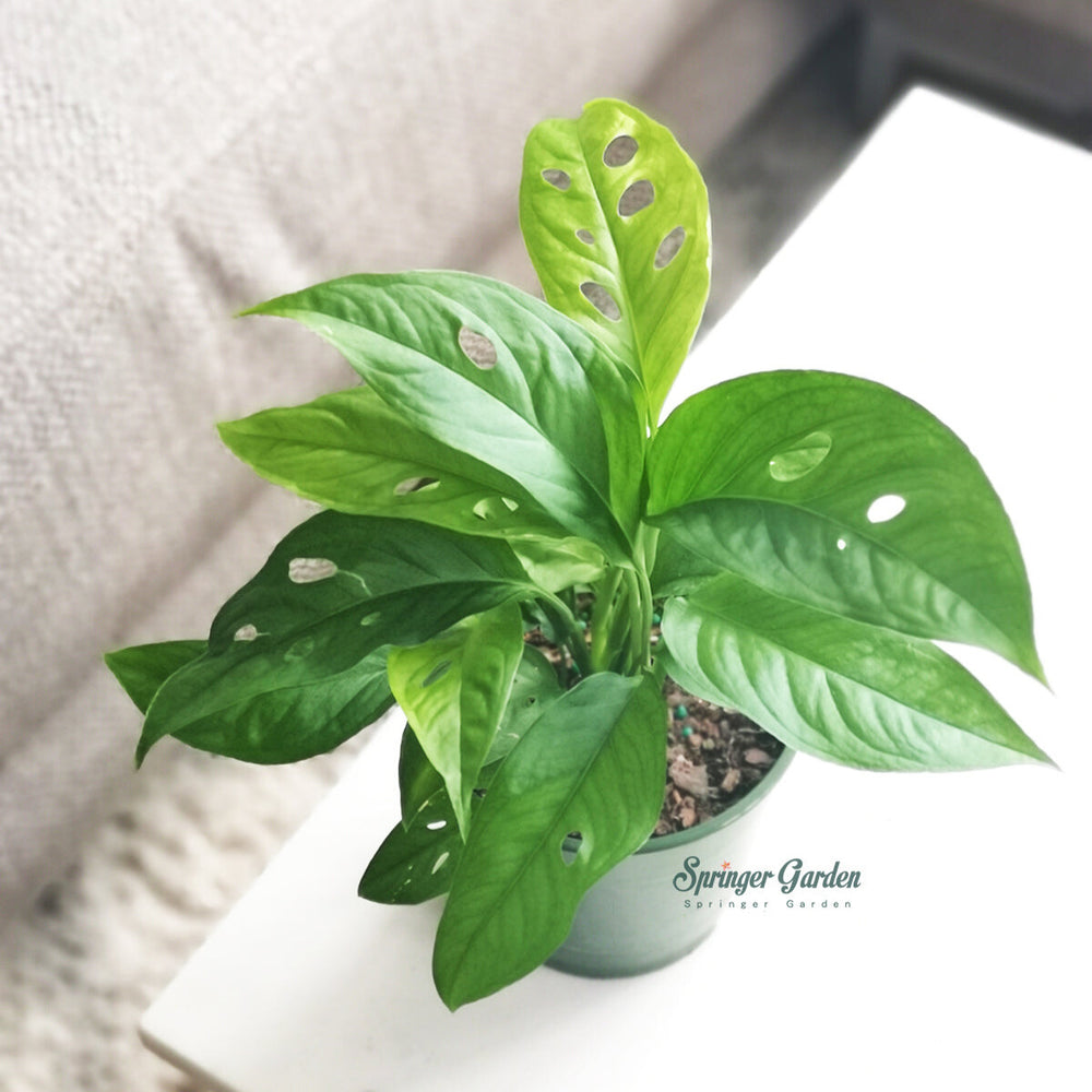 Monstera Adansonii