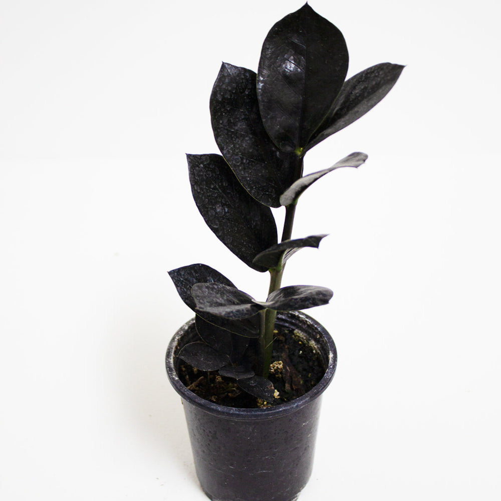 Zamioculcas Zamiifia Raven