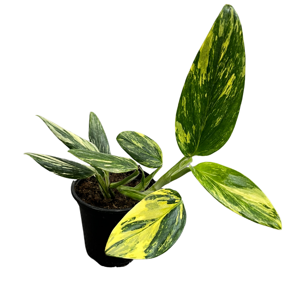 
                
                    Load image into Gallery viewer, Monstera Standleyana Albo
                
            