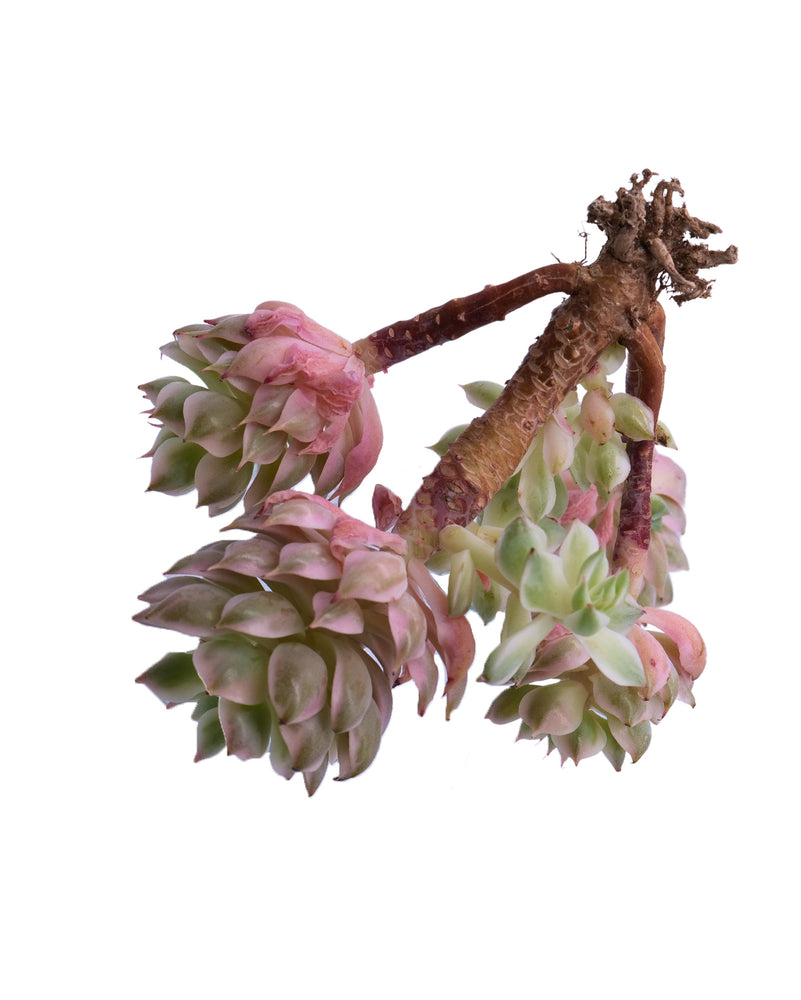 
                
                    Load image into Gallery viewer, Echeveria Halbingeri Variegated
                
            