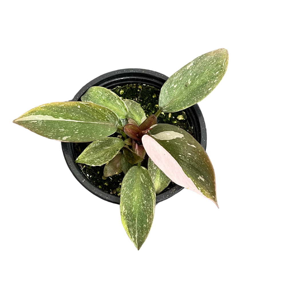 Philodendron Pink Princess