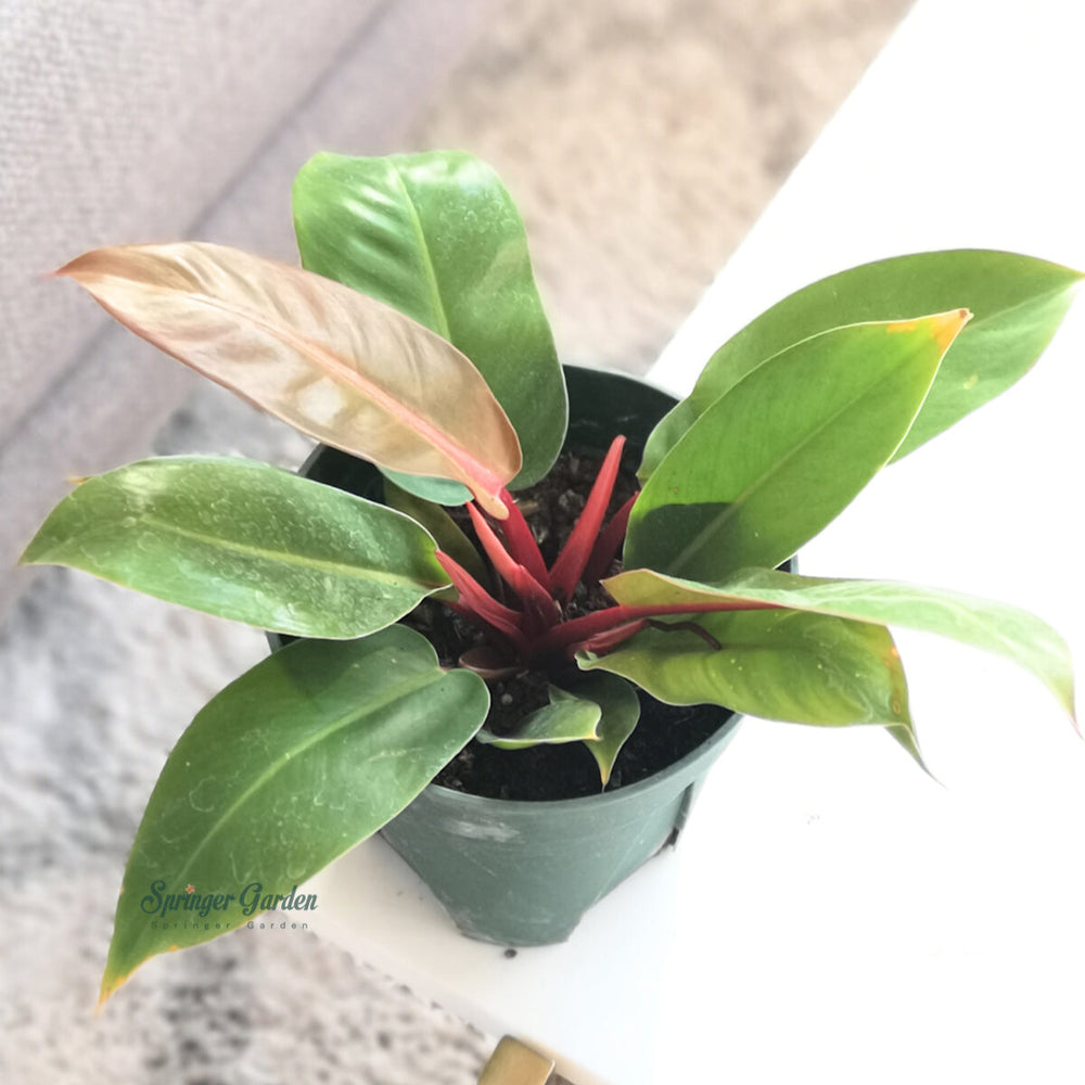 Philodendron Prince of Orange