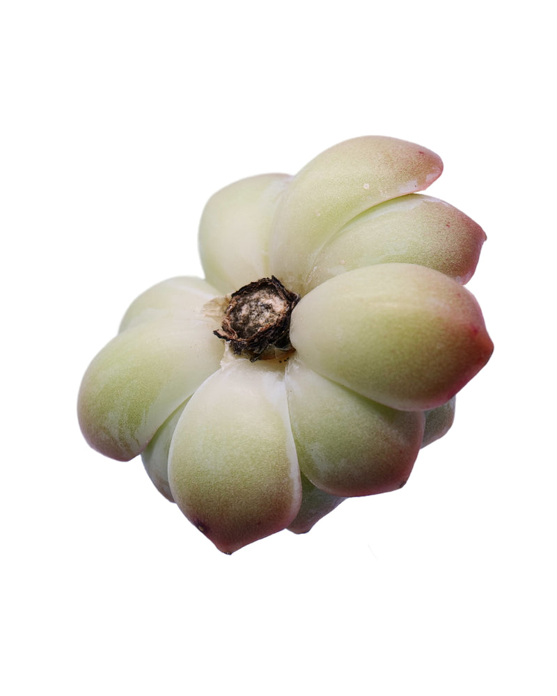 
                
                    Load image into Gallery viewer, Echeveria Prismera
                
            