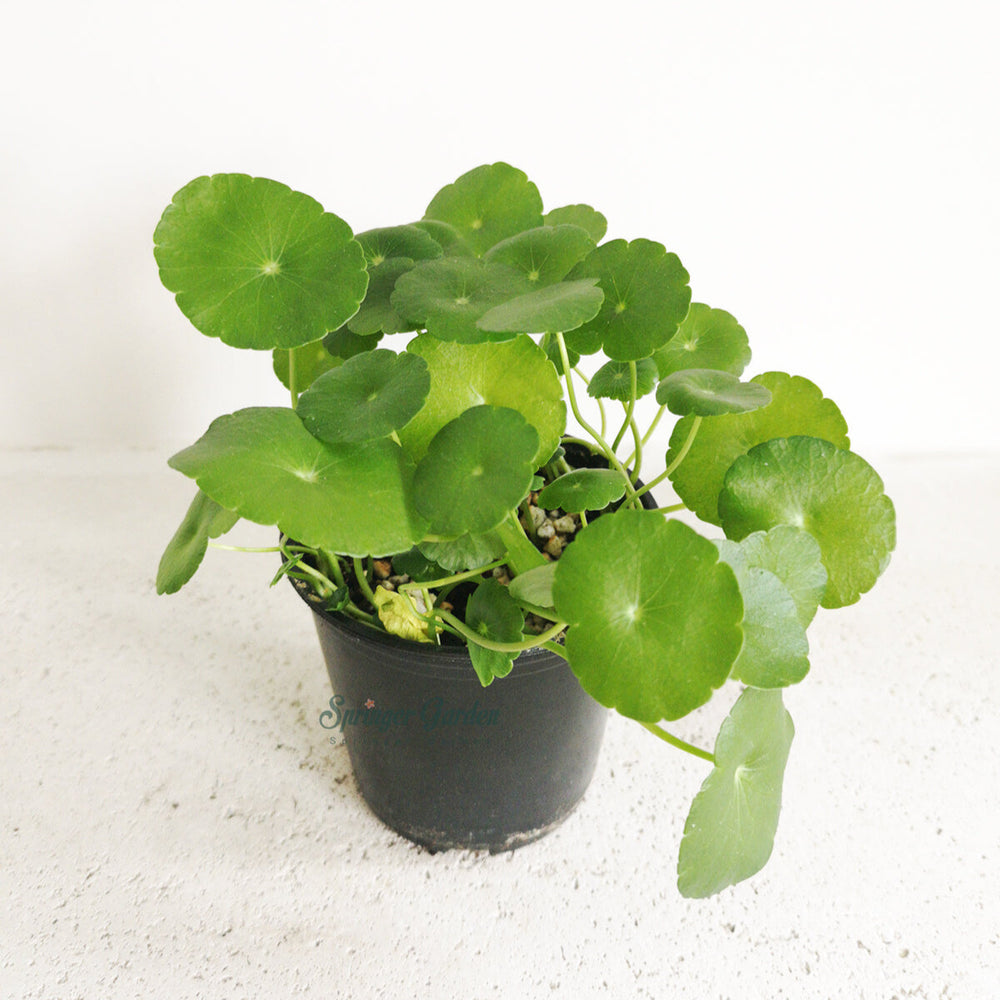 Whorled Umbrella Plant