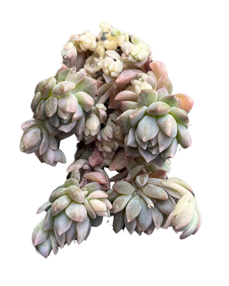 Echeveria Prolifica Var.