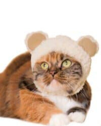 
                
                    Load image into Gallery viewer, Blind Box - Bear Cat Cap
                
            