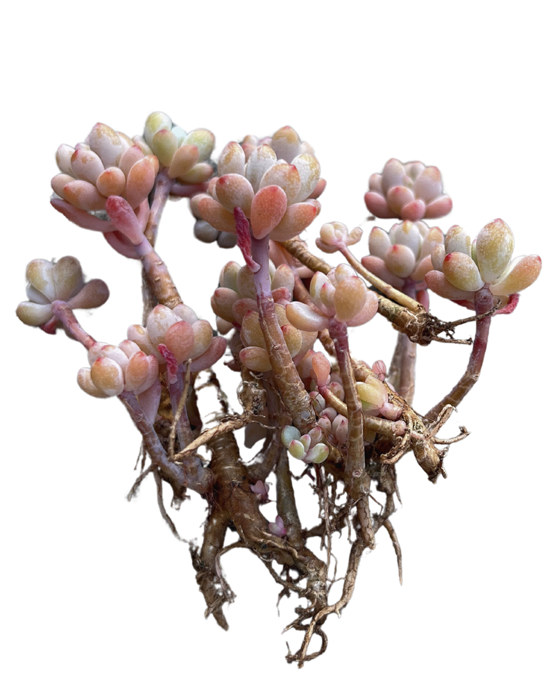 Echeveria Amoena Microcalyx