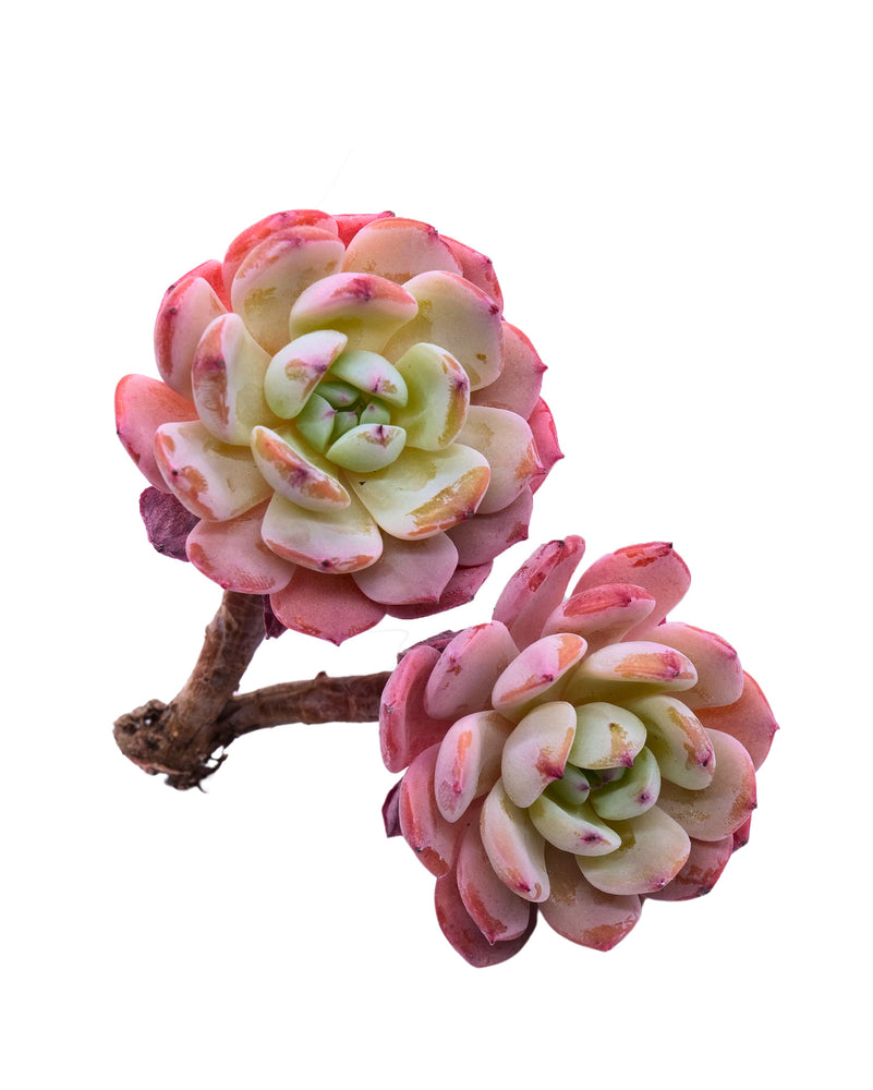 Echeveria Horizon