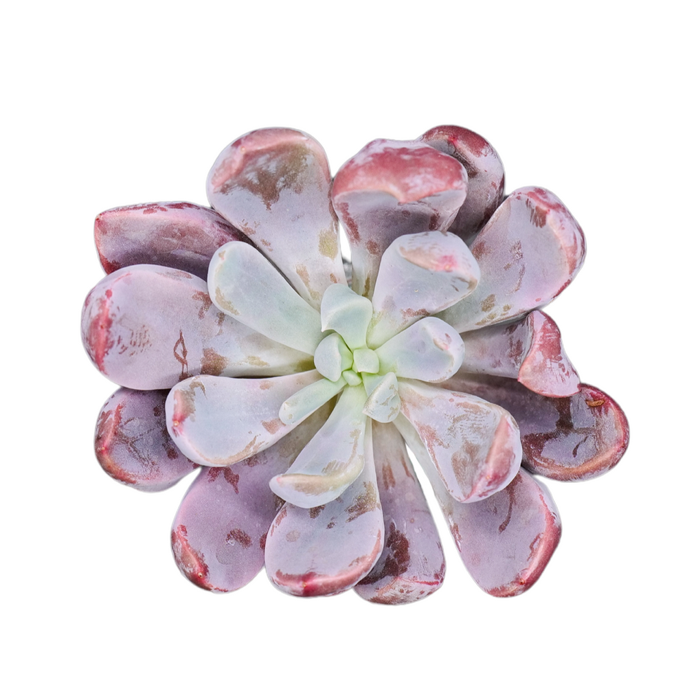 Echeveria Cupid