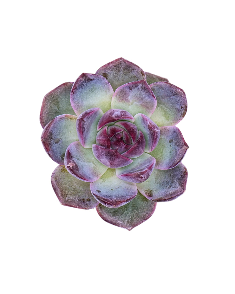 Echeveria Wild Berry