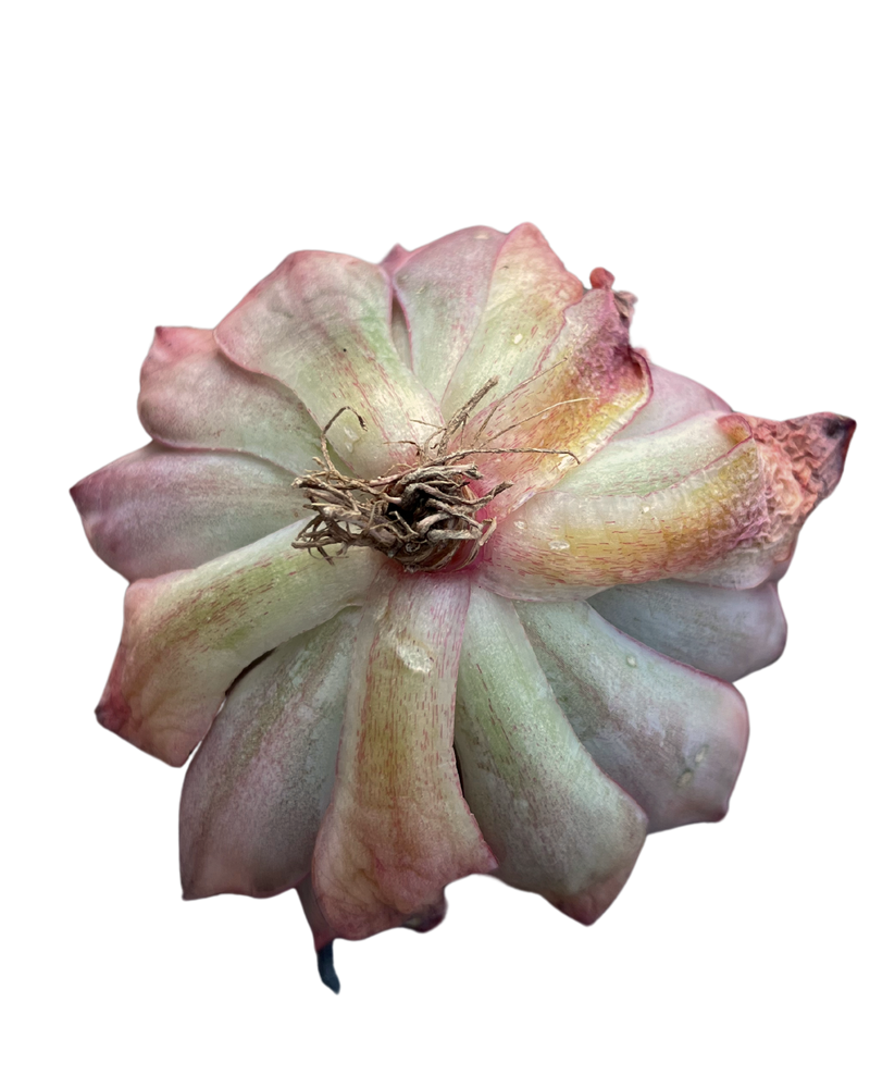 Echeveria Moon Goddess Var.