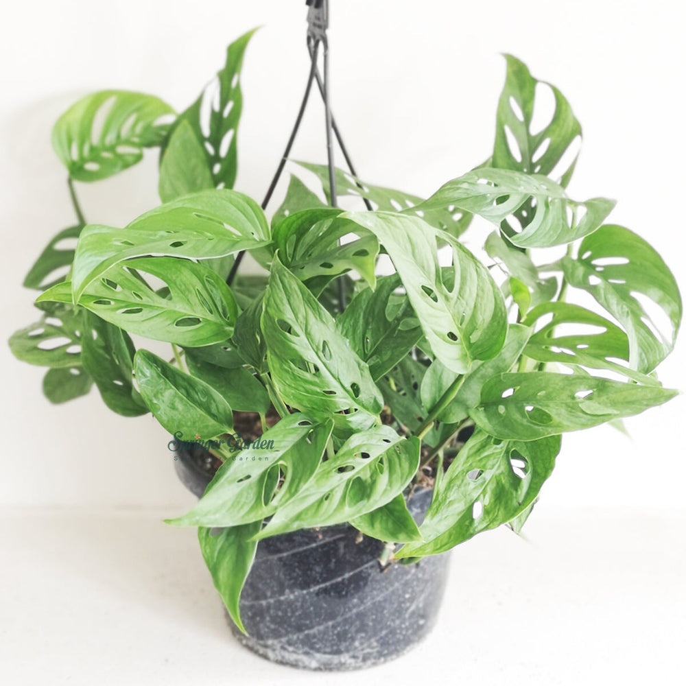 Monstera Adansonii