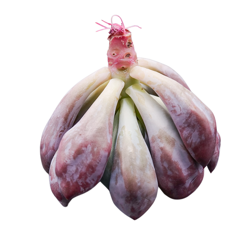
                
                    Load image into Gallery viewer, Echeveria Cupid
                
            