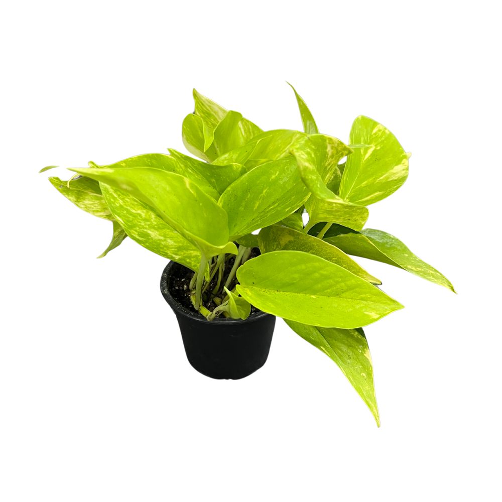 Pothos Epipremnum aureum 'Variegated Neon'