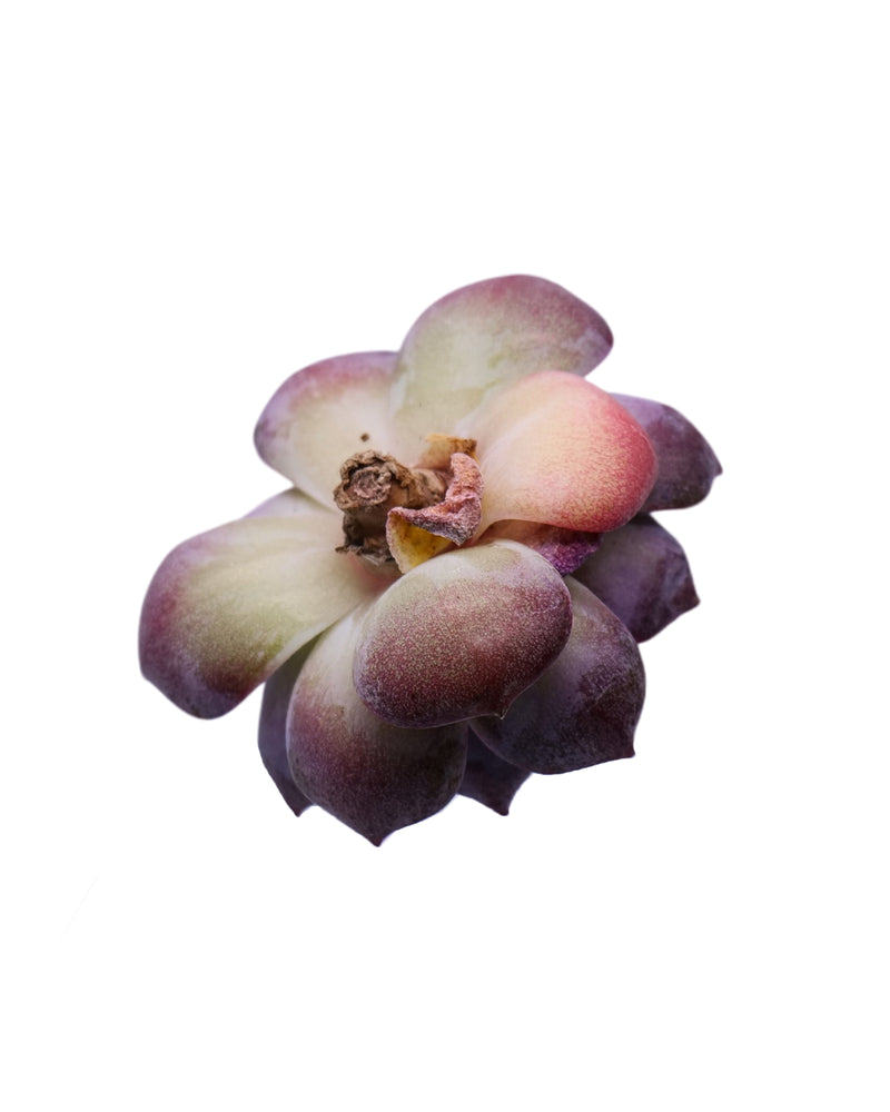 
                
                    Load image into Gallery viewer, Echeveria Wild Berry
                
            