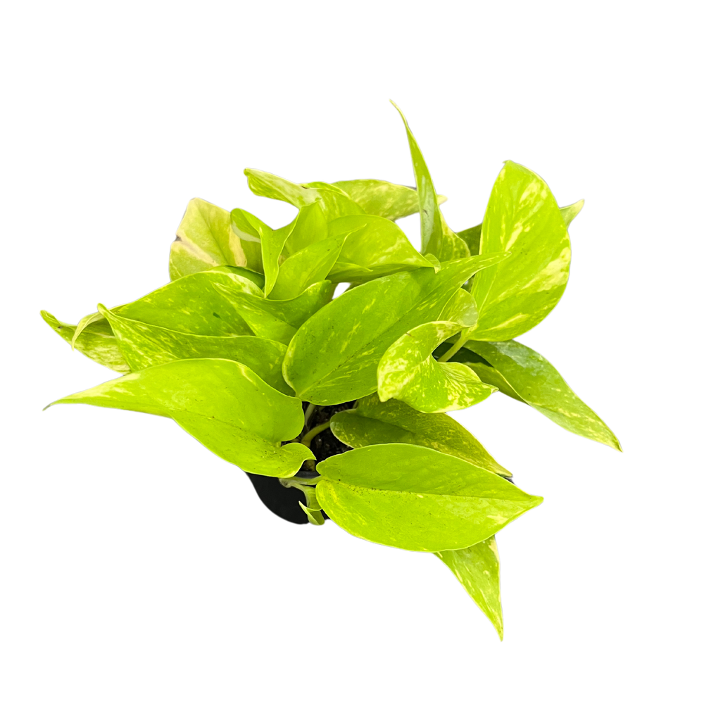 Pothos Epipremnum aureum 'Variegated Neon'