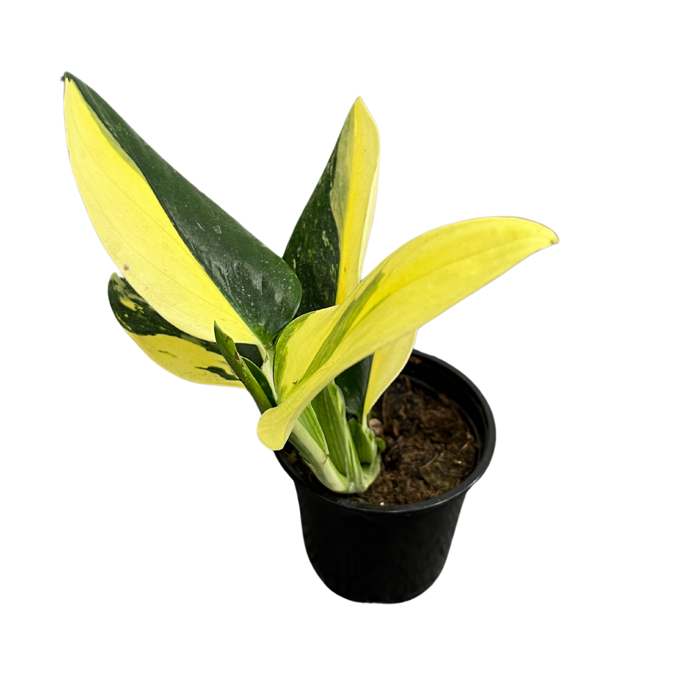 Monstera Standleyana Albo