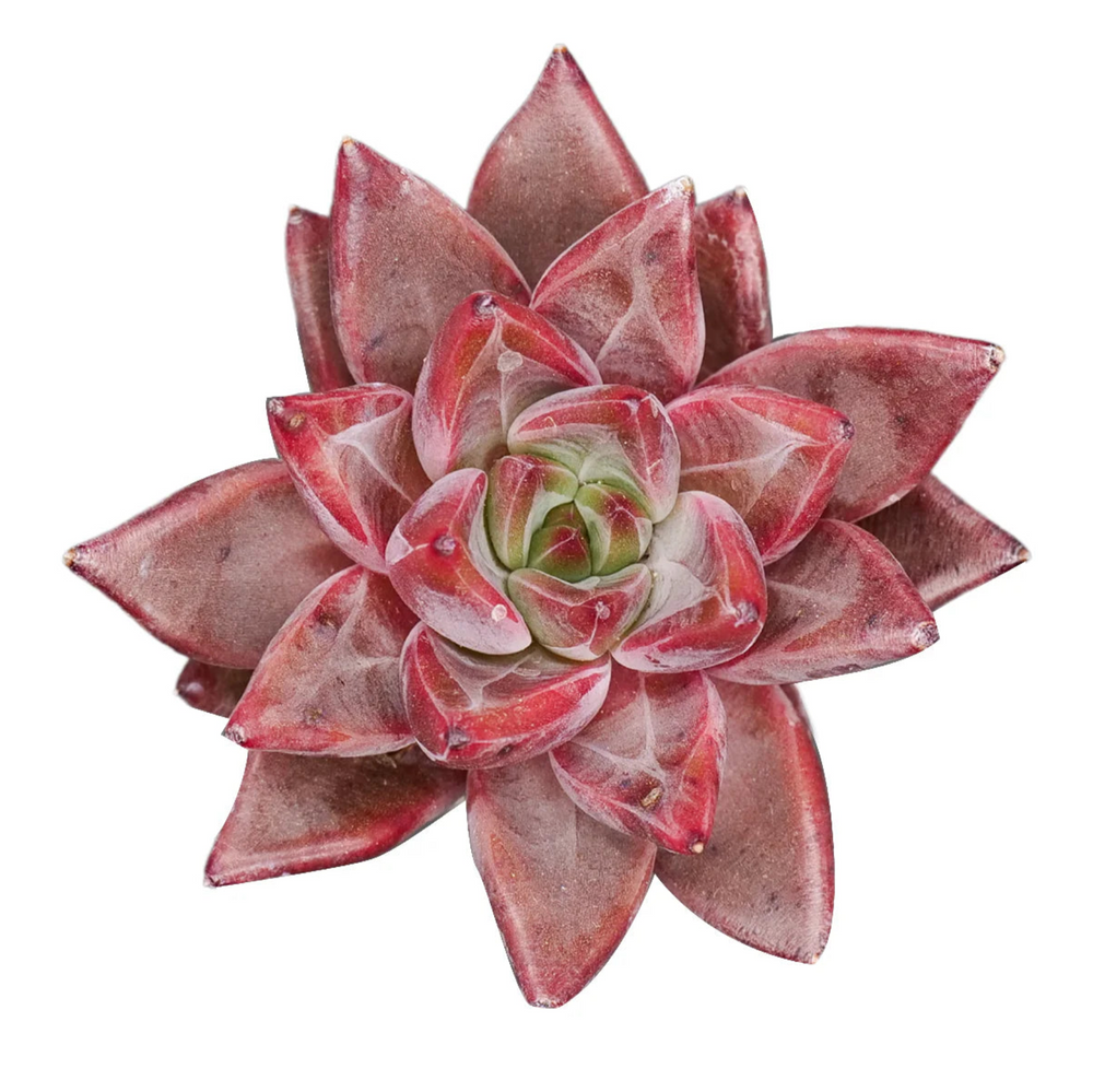 Echeveria Tremolo
