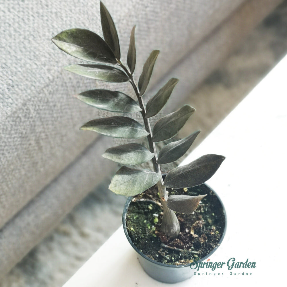 Zamioculcas Zamiifia Raven