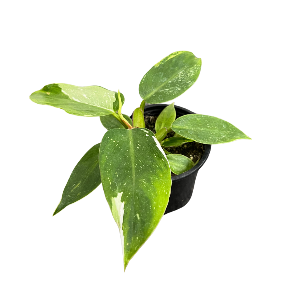 Philodendron White Princess