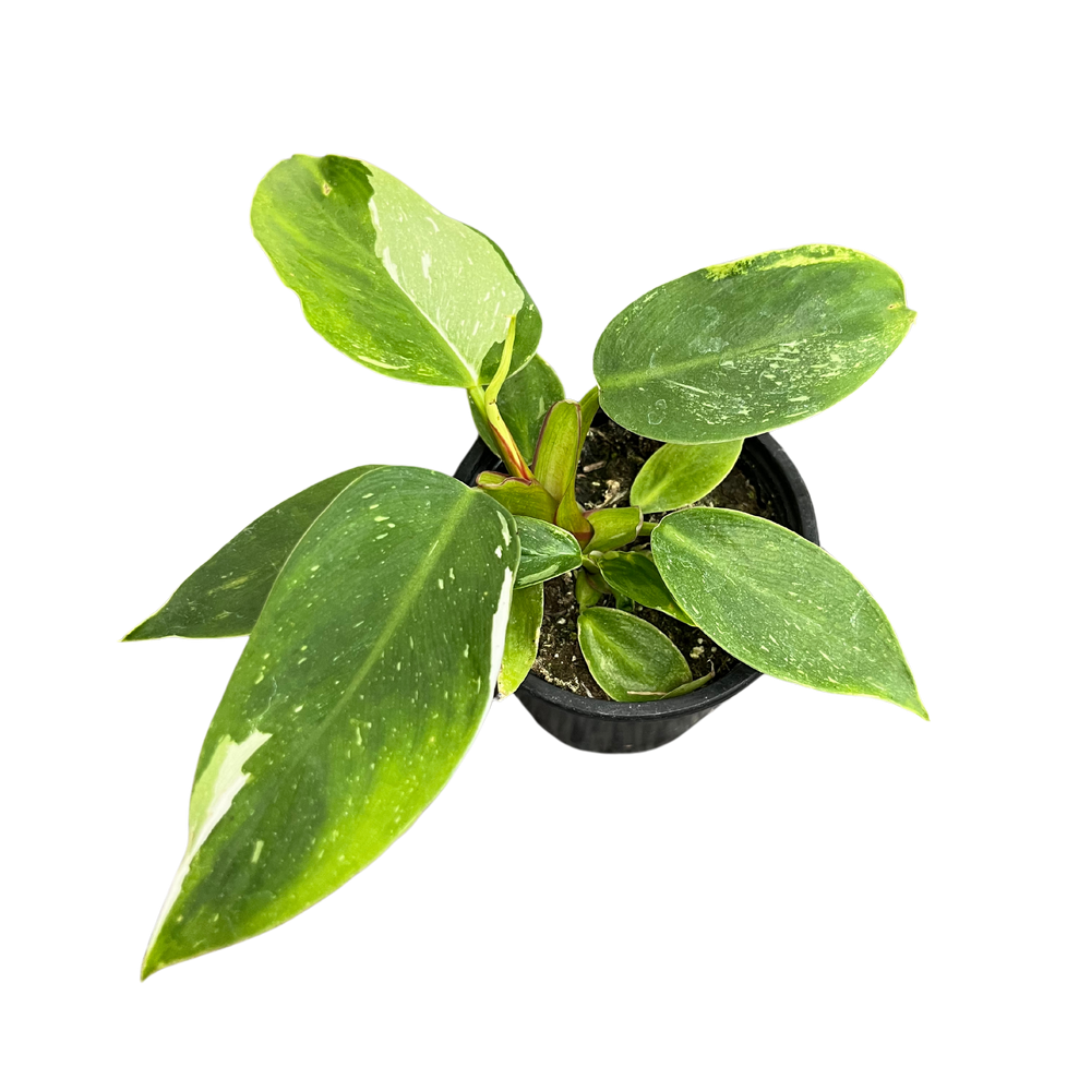 Philodendron White Princess