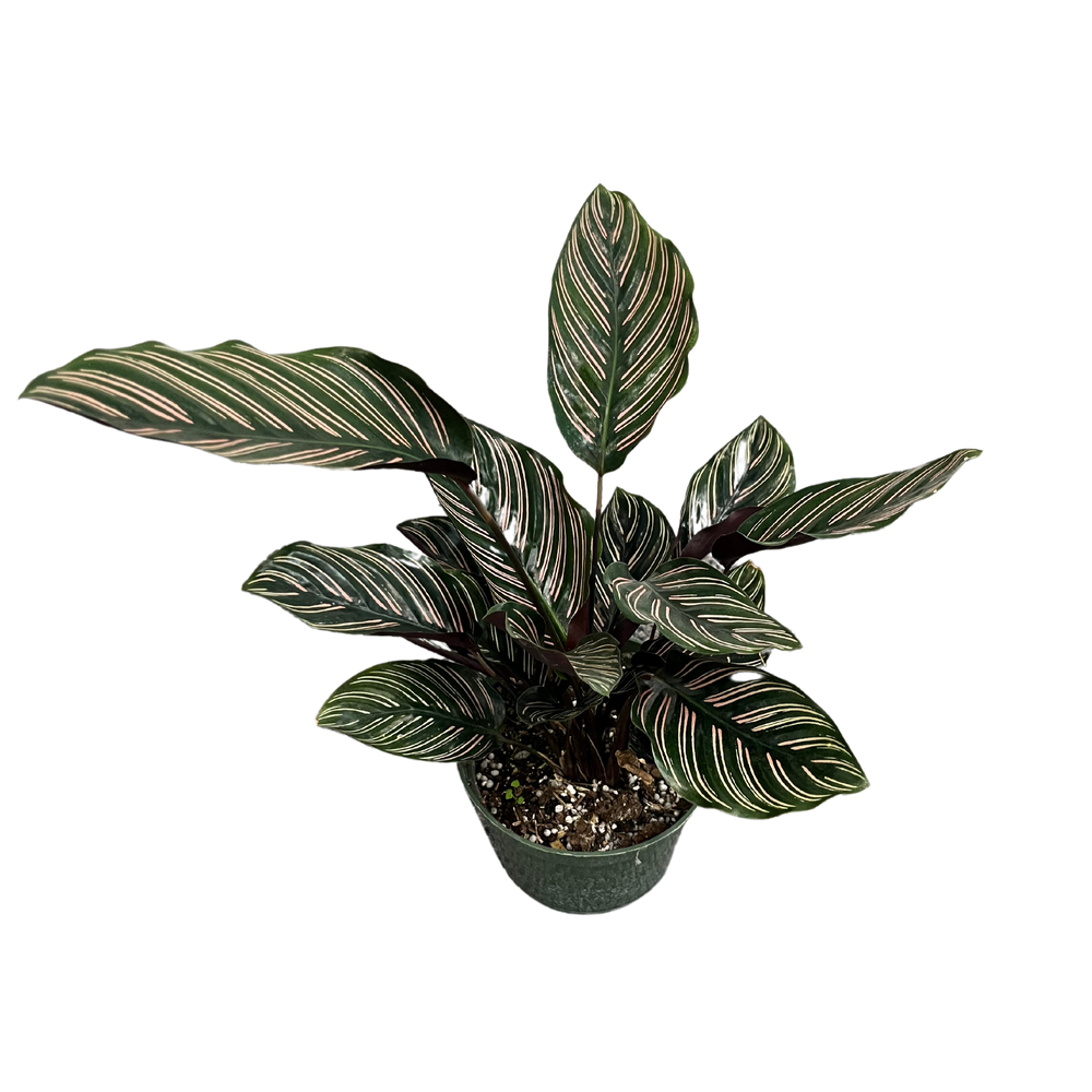Calathea Ornata
