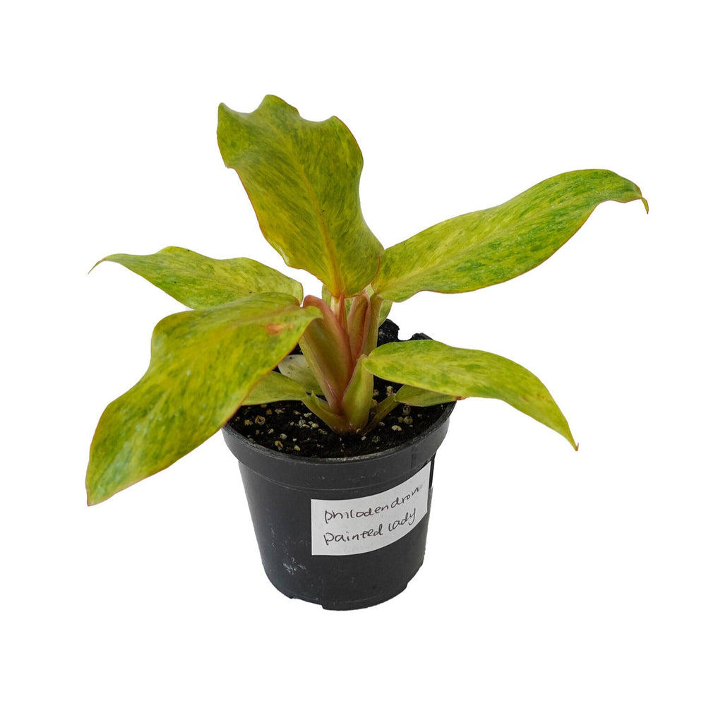 Philodendron Painted Lady