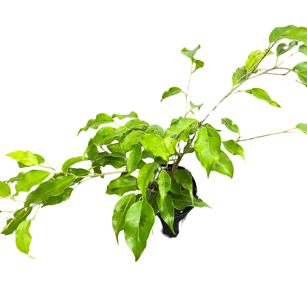 Ficus Benjamina (Weeping figs)