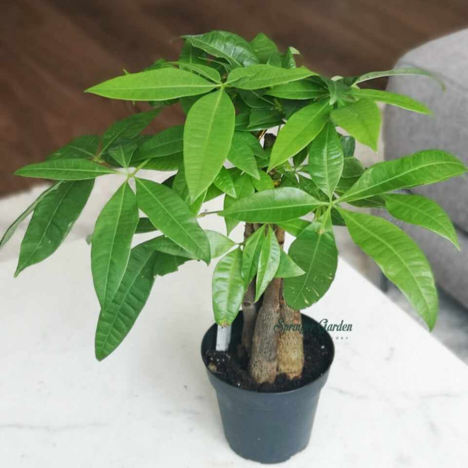 Money Tree