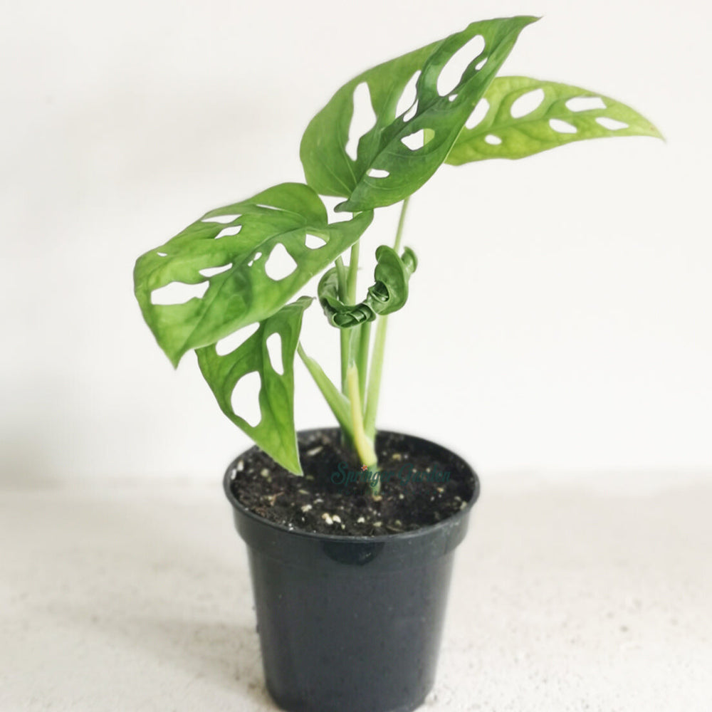Monstera Adansonii
