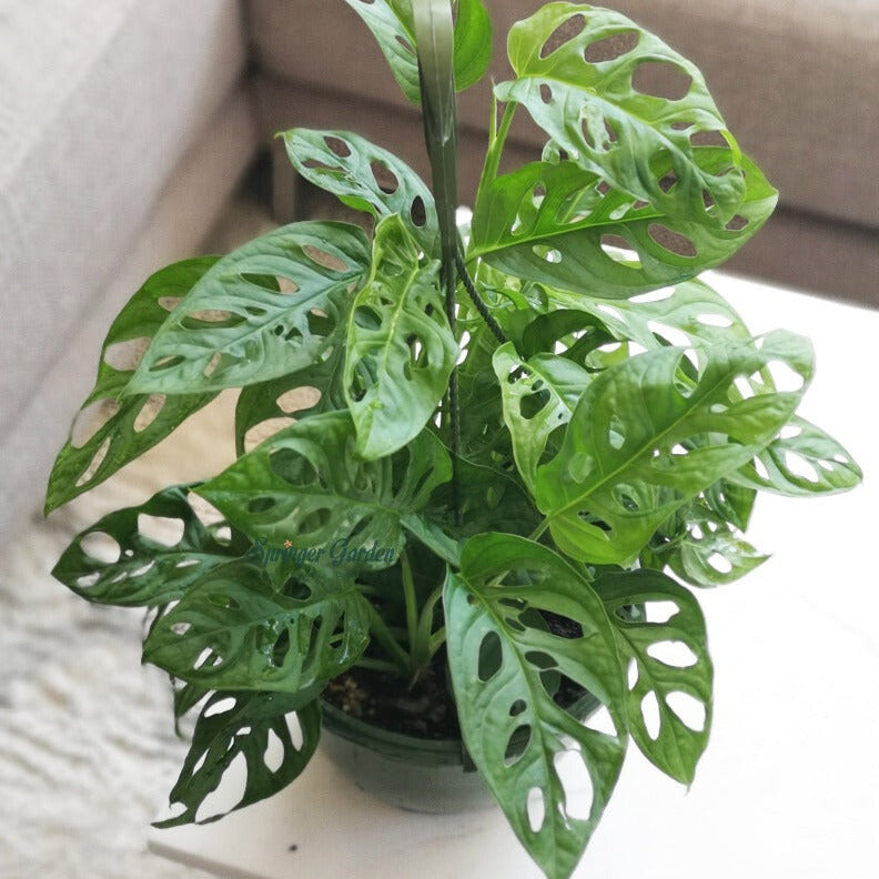 Monstera Adansonii