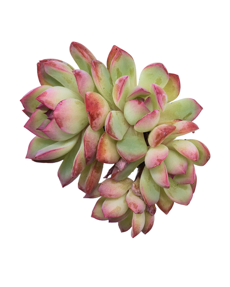 Echeveria Brave