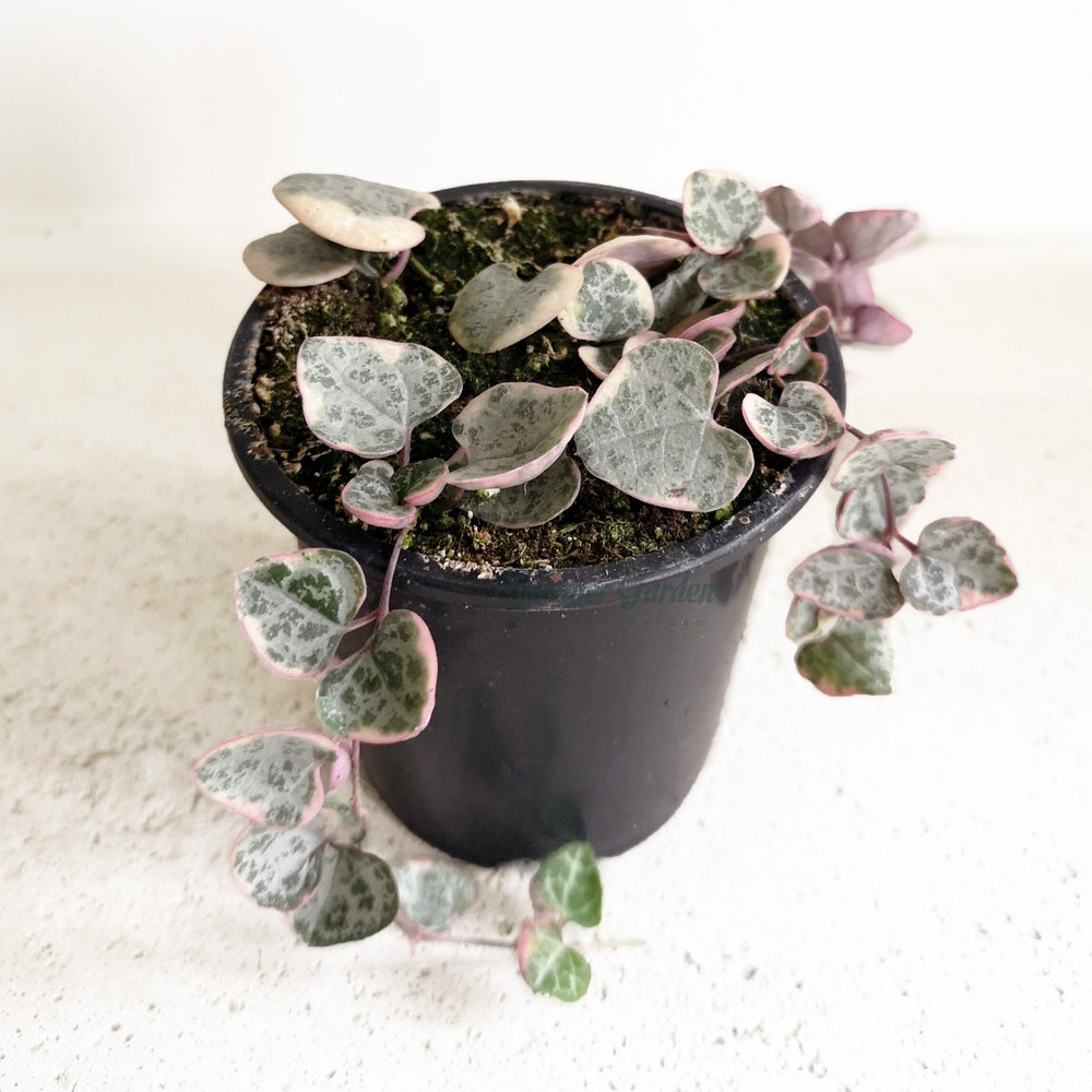 String of Heart Variegated