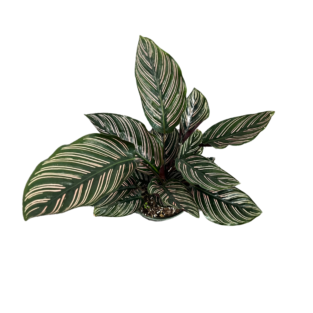 Calathea Ornata