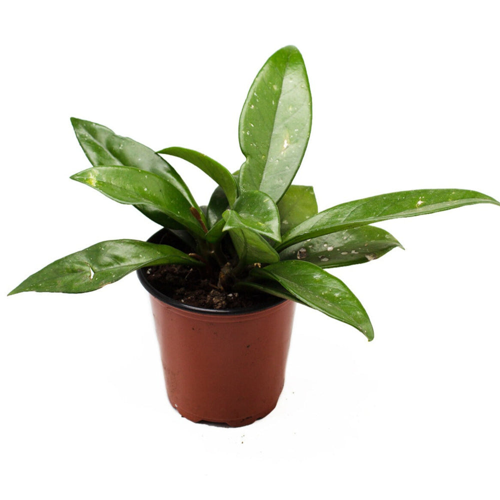Hoya Carnosa Silver Flake